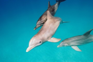 Vidéo : Ces dauphins éjectent des poissons hors de l'eau pour les assommer et s'en nourrir